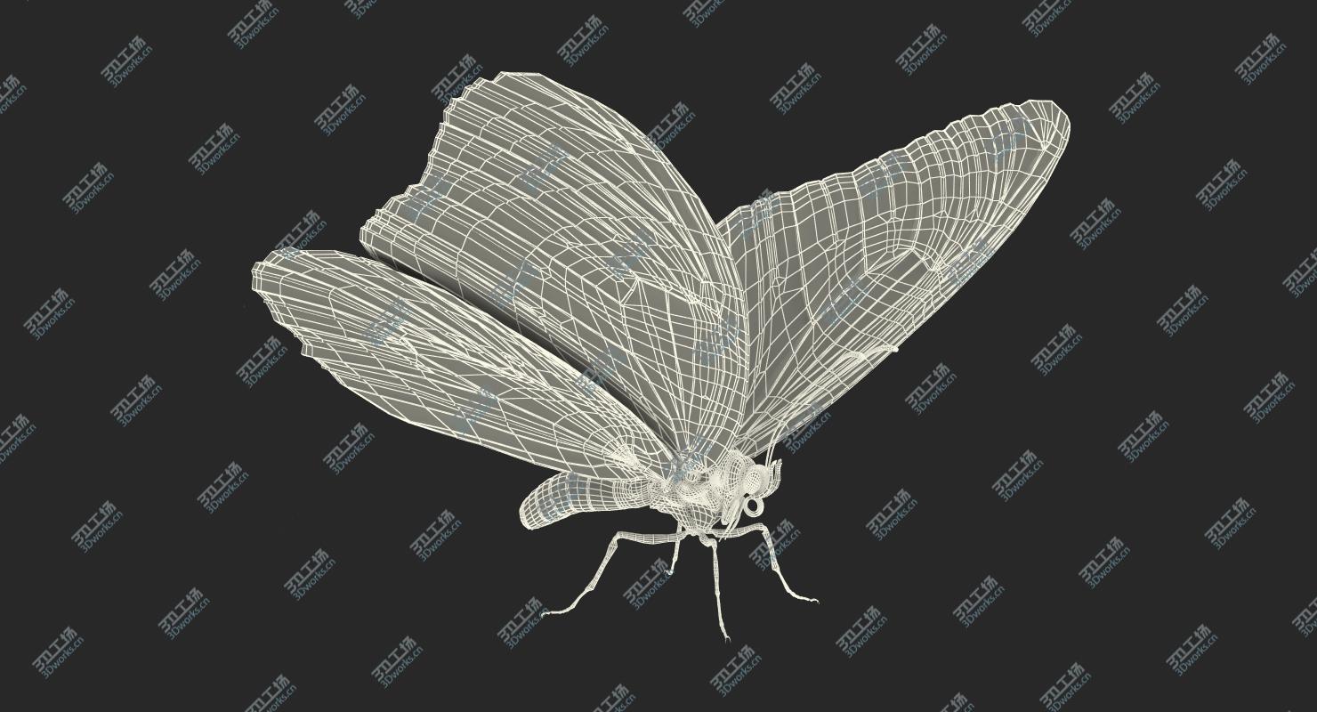 images/goods_img/20210114/3D model Danaus Plexippus Butterfly/4.jpg